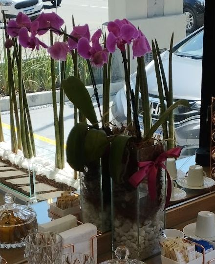Orquídeas no coffee bar
